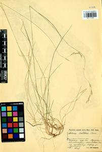 Schizachne purpurascens subsp. callosa (Turcz. ex Griseb.) T.Koyama & Kawano, Siberia, Baikal & Transbaikal region (S4) (Russia)