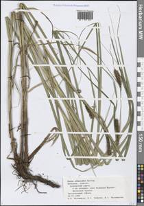 Carex atherodes Spreng., Eastern Europe, Central forest-and-steppe region (E6) (Russia)