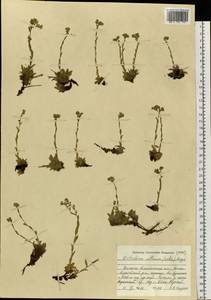 Eritrichium villosum (Ledeb.) Bunge, Siberia, Western (Kazakhstan) Altai Mountains (S2a) (Kazakhstan)