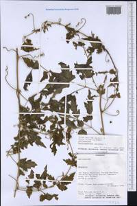 Cardiospermum corindum L., America (AMER) (Paraguay)