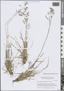 Deschampsia cespitosa subsp. cespitosa, Siberia, Chukotka & Kamchatka (S7) (Russia)