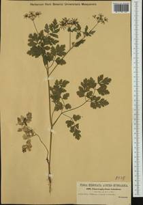 Chaerophyllum temulum L., Western Europe (EUR) (Austria)