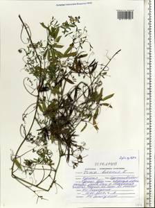 Vicia biennis L., Eastern Europe, Central forest-and-steppe region (E6) (Russia)