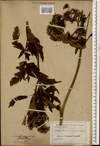 Jacobaea othonnae (M. Bieb.) C. A. Mey., Caucasus (no precise locality) (K0)