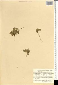 Potentilla acaulis L., Mongolia (MONG) (Mongolia)
