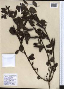 Vicia narbonensis L., Caucasus, Black Sea Shore (from Novorossiysk to Adler) (K3) (Russia)
