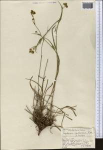 Bupleurum gulczense O.Fedtsch. & B.Fedtsch., Middle Asia, Pamir & Pamiro-Alai (M2) (Kyrgyzstan)