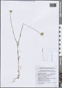 Petrorhagia prolifera (L.) P.W.Ball & Heywood, Western Europe (EUR) (Spain)