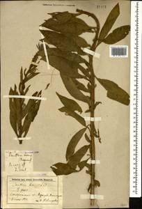 Oenothera biennis L., Caucasus, Stavropol Krai, Karachay-Cherkessia & Kabardino-Balkaria (K1b) (Russia)