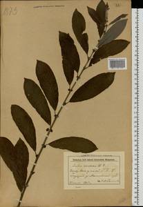 Salix cinerea L., Eastern Europe, Belarus (E3a) (Belarus)