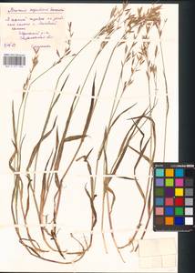 Bromus pumpellianus Scribn., Eastern Europe, Eastern region (E10) (Russia)