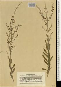 Perovskia atriplicifolia Benth., South Asia, South Asia (Asia outside ex-Soviet states and Mongolia) (ASIA) (Afghanistan)