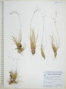 Ptilagrostis alpina (F.Schmidt) Sipliv., Siberia, Russian Far East (S6) (Russia)