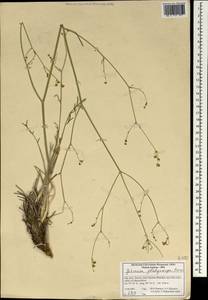 Dichoropetalum platycarpum (Boiss.) Pimenov & Kljuykov, South Asia, South Asia (Asia outside ex-Soviet states and Mongolia) (ASIA) (Iran)