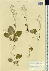 Micranthes oblongifolia (Nakai) Gornall & H. Ohba, Siberia, Russian Far East (S6) (Russia)