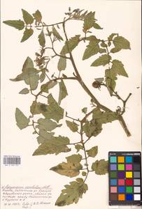 Solanum lycopersicum L., Eastern Europe, Moscow region (E4a) (Russia)