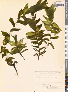 Potamogeton perfoliatus L., Siberia, Chukotka & Kamchatka (S7) (Russia)