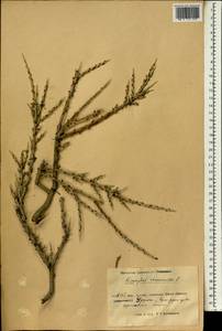 Hippophae rhamnoides L., South Asia, South Asia (Asia outside ex-Soviet states and Mongolia) (ASIA) (China)