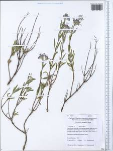Caryopteris mongholica Bunge, Siberia, Baikal & Transbaikal region (S4) (Russia)
