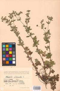 Potentilla intermedia L., Eastern Europe, Moscow region (E4a) (Russia)