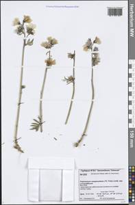 Polemonium campanulatum (Th. Fr.) Th. Fr., Siberia, Central Siberia (S3) (Russia)