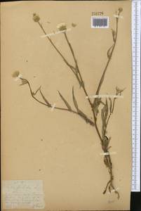 Crepis foetida, Middle Asia, Pamir & Pamiro-Alai (M2)