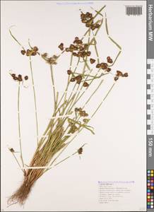 Cyperus difformis L., Caucasus, Krasnodar Krai & Adygea (K1a) (Russia)