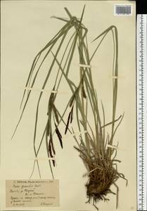 Carex acuta L., Eastern Europe, Lower Volga region (E9) (Russia)