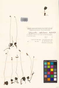 Ephippianthus sachalinensis Rchb.f., Siberia, Russian Far East (S6) (Russia)