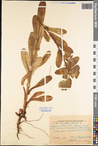 Cerinthe minor L., Eastern Europe, North Ukrainian region (E11) (Ukraine)