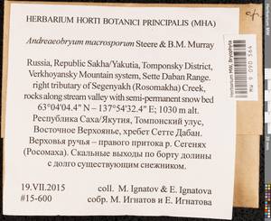 Andreaeobryum macrosporum Steere & B.M. Murray, Bryophytes, Bryophytes - Yakutia (B19) (Russia)