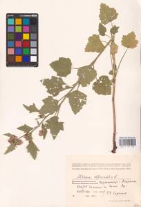 Althaea officinalis L., Eastern Europe, Lower Volga region (E9) (Russia)