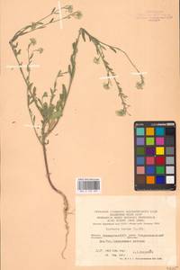 Berteroa incana (L.) DC., Eastern Europe, Eastern region (E10) (Russia)