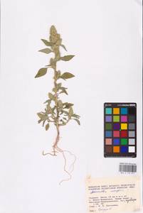 Amaranthus retroflexus L., Eastern Europe, West Ukrainian region (E13) (Ukraine)