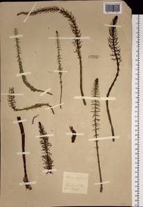 Hippuris vulgaris L., Siberia, Baikal & Transbaikal region (S4) (Russia)