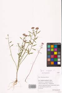Iberis umbellata L., Eastern Europe, North-Western region (E2) (Russia)