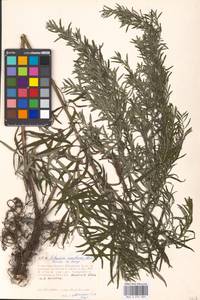 Artemisia umbrosa Turcz. ex DC., Eastern Europe, Moscow region (E4a) (Russia)