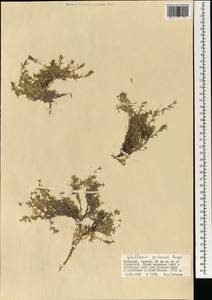 Adenonema petraeum (Bunge) Bunge, Mongolia (MONG) (Mongolia)