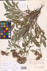 Centaurea, Eastern Europe, Eastern region (E10) (Russia)