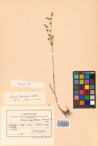 Juncus krameri Franch. & Sav., Siberia, Russian Far East (S6) (Russia)