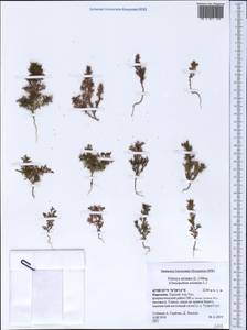 Teloxys aristata (L.) Moq., Middle Asia, Northern & Central Tian Shan (M4) (Kyrgyzstan)