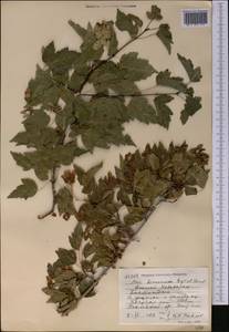 Acer tataricum subsp. semenovii (Regel & Herder) A. E. Murray, Middle Asia, Western Tian Shan & Karatau (M3) (Uzbekistan)