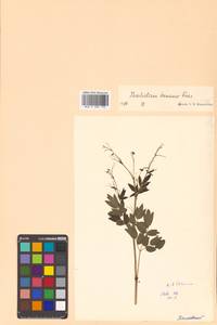 Thalictrum minus subsp. elatum (Jacq.) Stoj. & Stef., Siberia, Russian Far East (S6) (Russia)