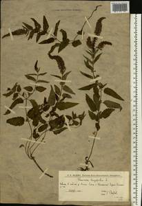 Veronica longifolia L., Eastern Europe, Lower Volga region (E9) (Russia)