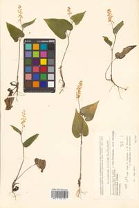 Maianthemum bifolium (L.) F.W.Schmidt, Siberia, Chukotka & Kamchatka (S7) (Russia)