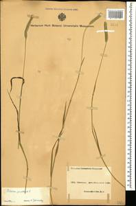 Phleum pratense L., Caucasus, Azerbaijan (K6) (Azerbaijan)