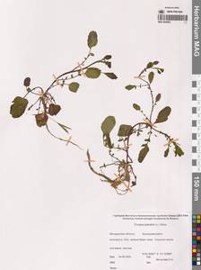 Rorippa palustris (L.) Besser, Siberia, Chukotka & Kamchatka (S7) (Russia)