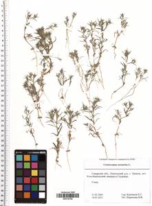 Ceratocarpus arenarius L., Eastern Europe, Middle Volga region (E8) (Russia)
