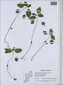 Impatiens noli-tangere L., Eastern Europe, North-Western region (E2) (Russia)
