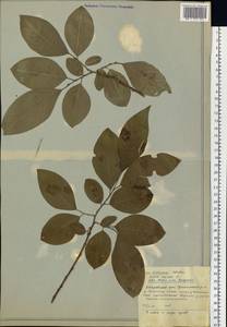 Salix caprea L., Siberia, Russian Far East (S6) (Russia)